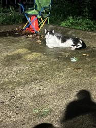 Found/Stray Unknown Cat last seen Erie and Wood in the alley, Chicago, IL 60622