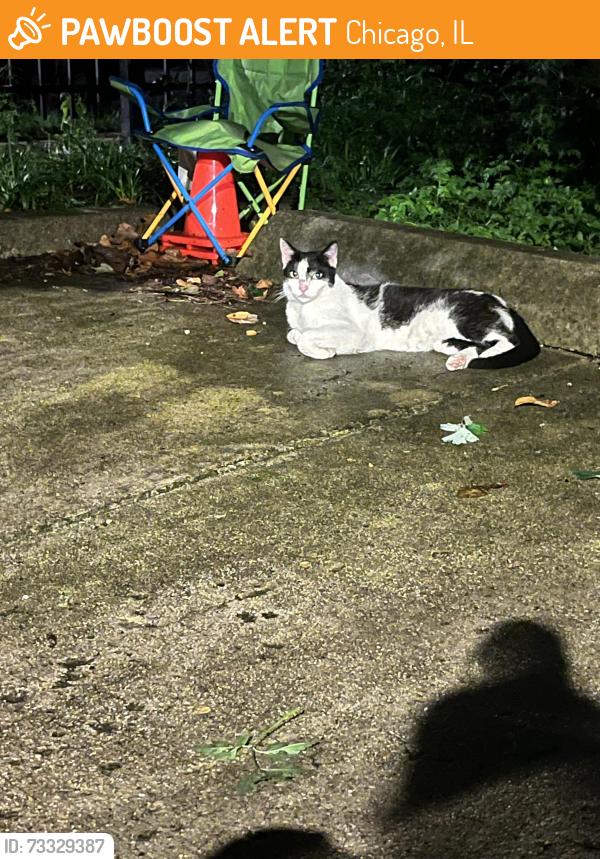 Found/Stray Unknown Cat last seen Erie and Wood in the alley, Chicago, IL 60622