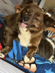 Reunited Female Dog last seen Jen Fontes way, Sacramento, CA 95828