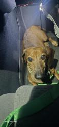 Reunited Male Dog last seen Liberty Field, San Antonio, TX 78254