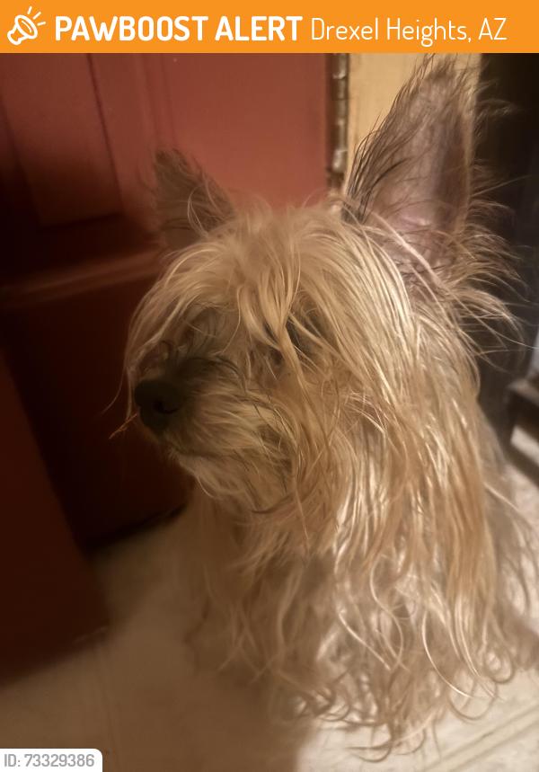 Found/Stray Female Dog last seen Brackenbury and los reales, Drexel Heights, AZ 85746