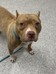 Shelter Stray Male Dog last seen Near E 25th ST, 21213, MD, 2490 Giles Rd, Baltimore, MD 21225, USA