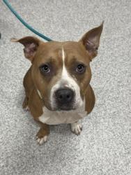 Shelter Stray Female Dog last seen Near E 25th ST, 21213, MD, 2490 Giles Rd, Baltimore, MD 21225, USA