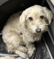 Shelter Stray Male Dog last seen Dumped outside in a carrier of nightdrop, Oakland, CA, 1101 29th Ave, Oakland, CA 94601, USA