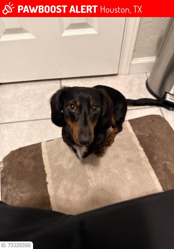 Lost Male Dog last seen Breen rd behind the train tracks, Houston, TX 77064