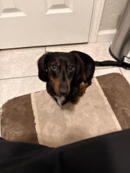 Lost Male Dog last seen Breen rd behind the train tracks, Houston, TX 77064