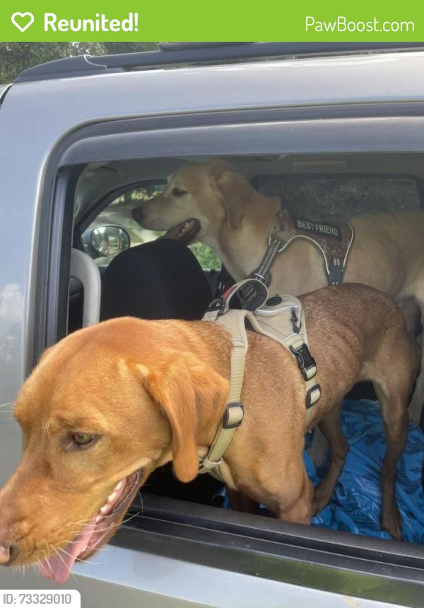 Reunited Male Dog last seen Poverty creek, Okaloosa County, FL 32539
