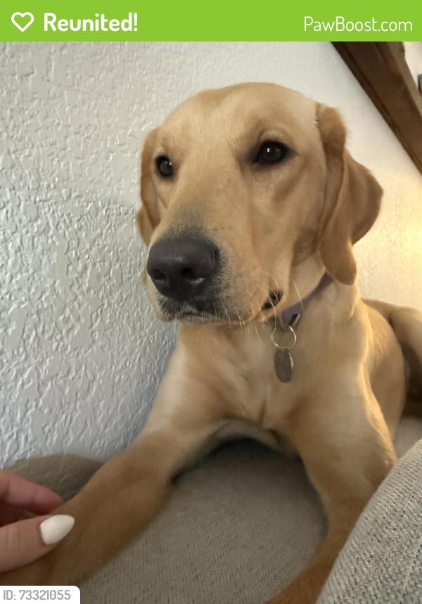 Reunited Female Dog last seen Elderberry street sw & 189th loop sw, Rochester, WA 98579