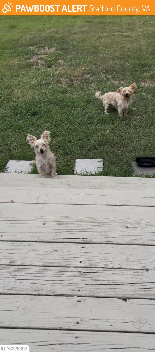Found/Stray Unknown Dog last seen Briarwood ests, Stafford County, VA 22405