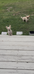 Found/Stray Unknown Dog last seen Briarwood ests, Stafford County, VA 22405