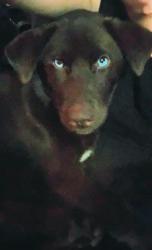 Lost Female Dog last seen Near Erwin police department and fire department, Erwin, NC 28339