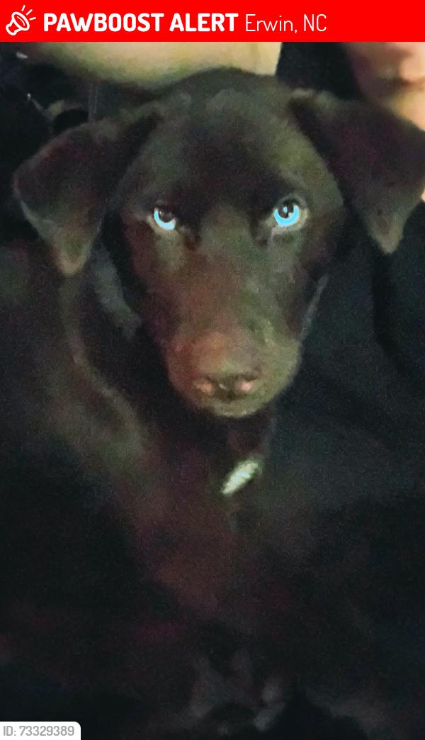 Lost Female Dog last seen Near Erwin police department and fire department, Erwin, NC 28339