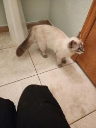 Reunited Unknown Cat last seen York and 120th, Thornton, CO 80241