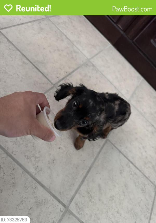 Reunited Female Dog last seen Near napa ferry, Converse, TX 78109