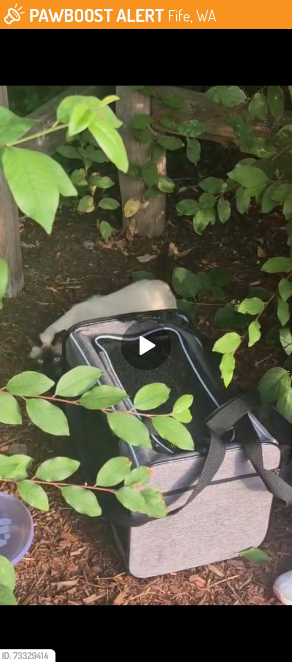 Found/Stray Male Cat last seen Inside the brookville garden park, fife, Fife, WA 98424