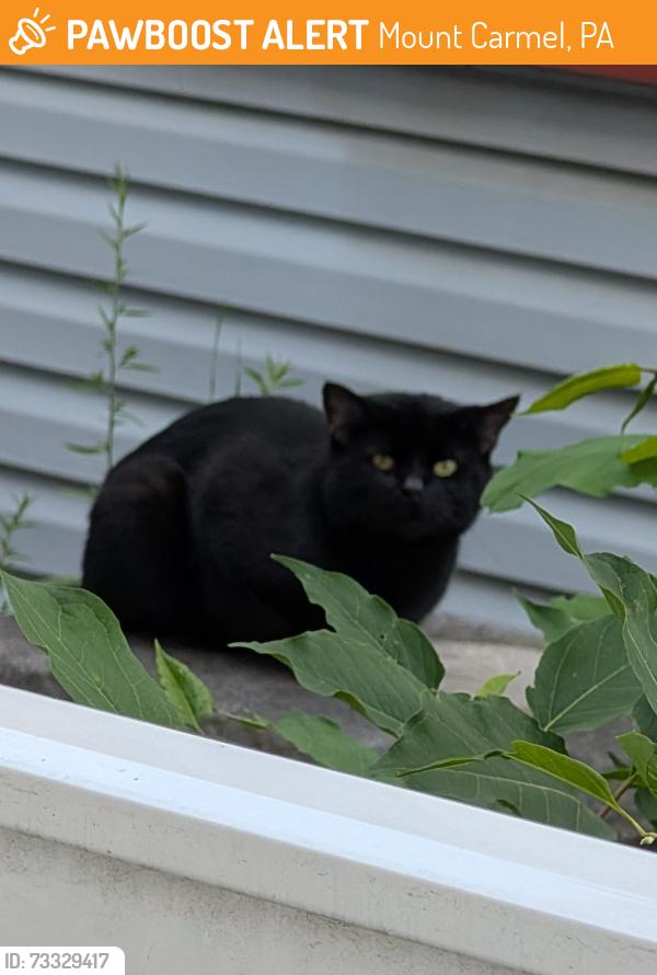 Found/Stray Unknown Cat last seen East Avenue, Mount Carmel, PA 17851