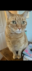 Lost Male Cat last seen Jenkins street, Palm Bay, FL 32907