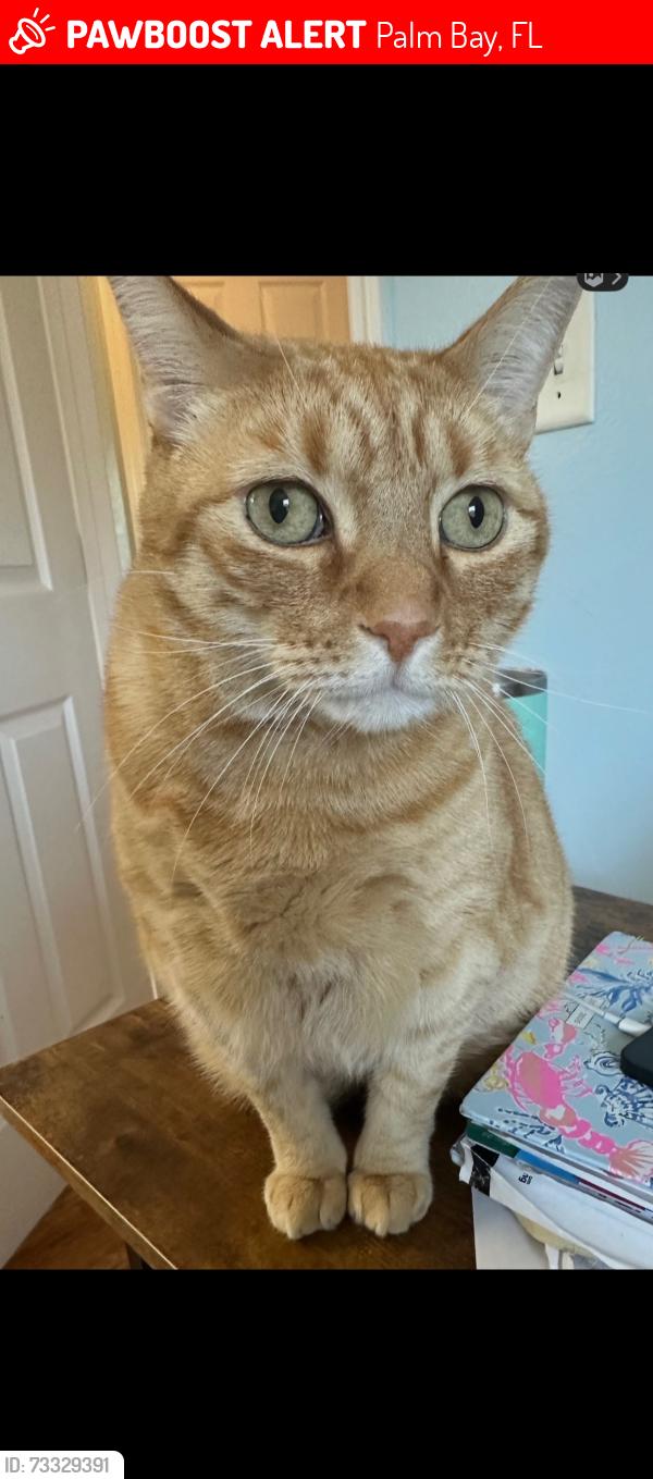 Lost Male Cat last seen Jenkins street, Palm Bay, FL 32907