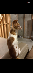 Reunited Female Dog last seen Near W 5400 S, Taylorsville, UT 84129