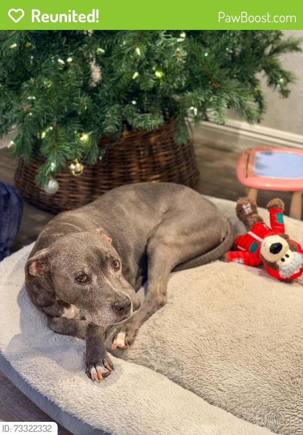 Reunited Female Dog last seen McFadden/Beach/Newland, Westminster, CA 92683