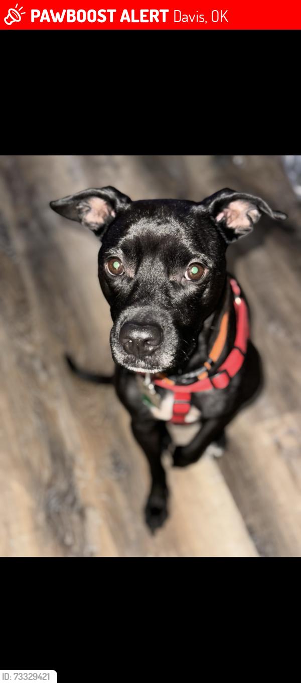 Lost Male Dog last seen Highway 77, Davis, OK 73030