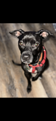 Lost Male Dog last seen Highway 77, Davis, OK 73030