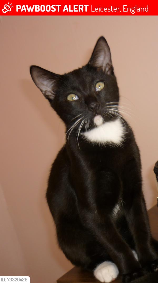 Lost Male Cat last seen Beaumont leys lane, Leicester, England 