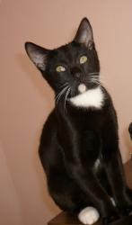 Lost Male Cat last seen Beaumont leys lane, Leicester, England 