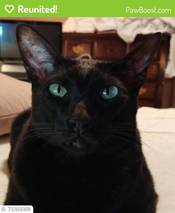 Reunited Male Cat last seen 56th and Franklin, Des Moines, IA 50310