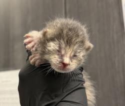 Shelter Stray Female Cat last seen Near Hollister Street, San Diego, CA, 92154, 5500 Gaines St, San Diego, CA 92110, USA