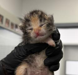 Shelter Stray Female Cat last seen Near Hollister Street, San Diego, CA, 92154, 5500 Gaines St, San Diego, CA 92110, USA