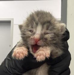 Shelter Stray Female Cat last seen Near Hollister Street, San Diego, CA, 92154, 5500 Gaines St, San Diego, CA 92110, USA