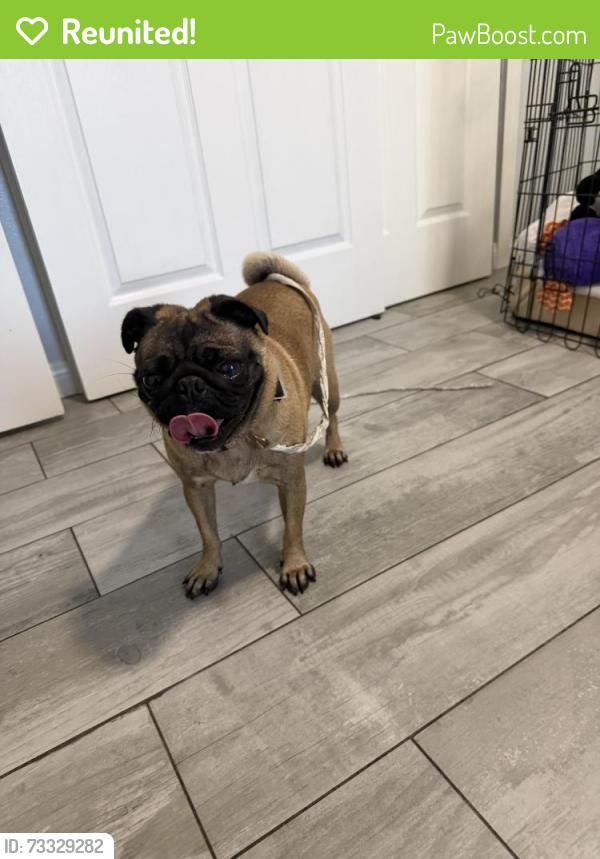 Reunited Female Dog last seen Loyola drive & Windsor st, San Bernardino, CA 92407