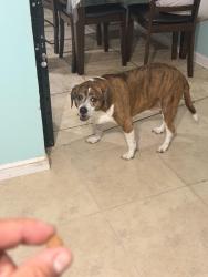 Reunited Female Dog last seen Moss Drive and Winton Drive, Nashville, TN 37013