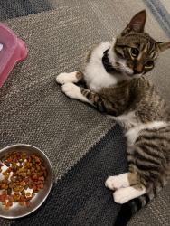 Lost Male Cat last seen It was found in the woods, Halifax, NS B3M 0N1