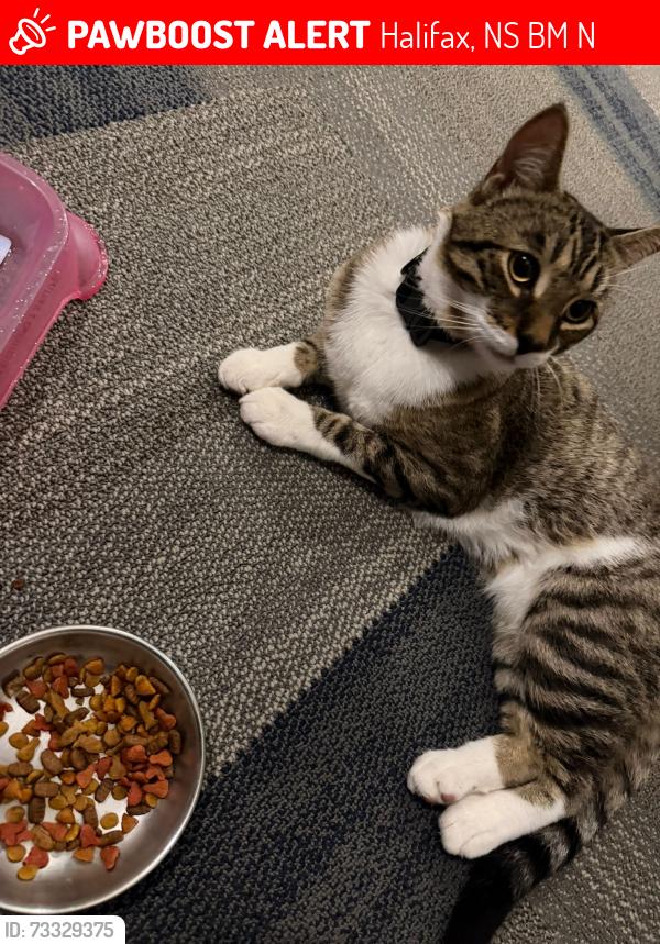 Lost Male Cat last seen It was found in the woods, Halifax, NS B3M 0N1