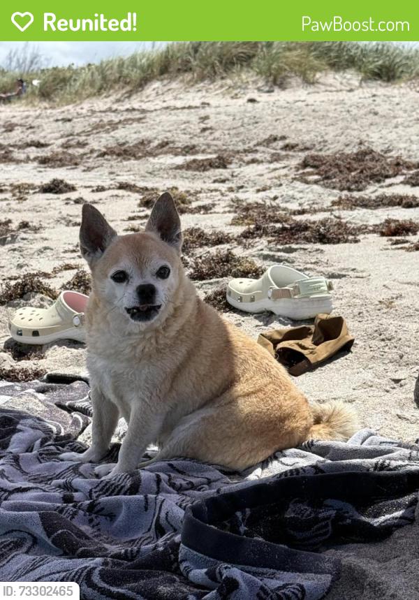 Reunited Male Dog last seen Jettie terrace Surfside Airoso, Port St. Lucie, FL 34983
