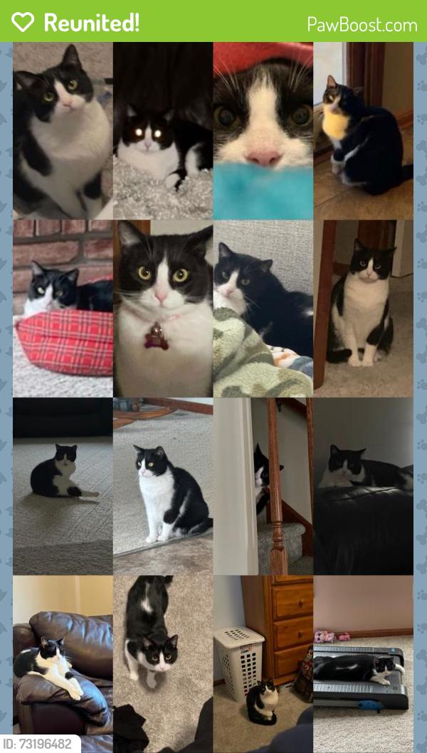 Reunited Female Cat last seen Potomac Court, Medina, OH 44256