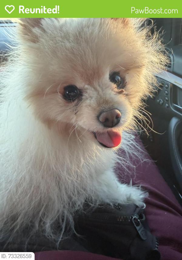 Reunited Female Dog last seen Alexander and North 5th. Canyon Springs High School, North Las Vegas, NV 89032