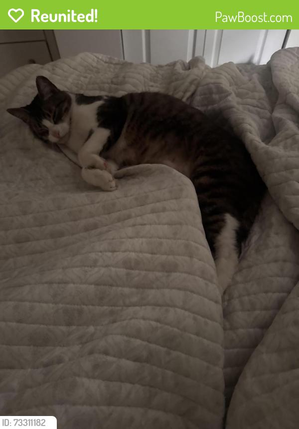 Reunited Male Cat last seen Bartlett St & East St Near The Window Shop, Plainville, CT 06062