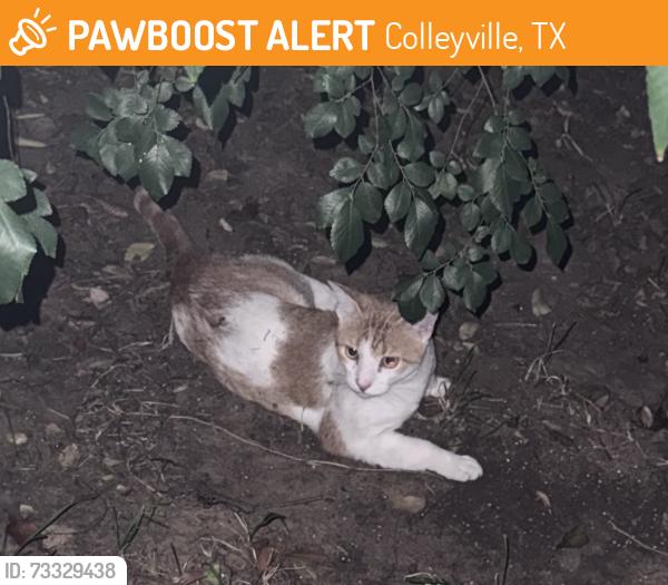 Found/Stray Unknown Cat last seen John McCain and charlottesville, Colleyville, TX 76034