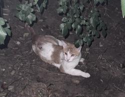 Found/Stray Unknown Cat last seen John McCain and charlottesville, Colleyville, TX 76034