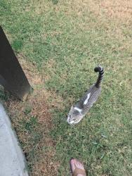 Found/Stray Unknown Cat last seen By apmt complex, White Settlement, TX 76108