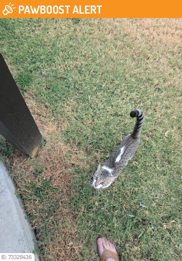 Found/Stray Unknown Cat last seen By apmt complex, White Settlement, TX 76108