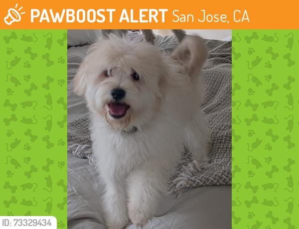 Found/Stray Male Dog last seen iron point dr and anza rd, San Jose, CA 95134