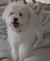 Found/Stray Male Dog last seen iron point dr and anza rd, San Jose, CA 95134