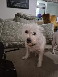 Reunited Female Dog last seen Proctor and McIntosh rd, Sarasota, FL 34233