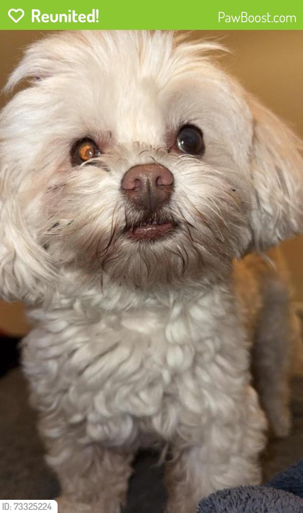 Reunited Female Dog last seen Last seen in the enclave gated community behind Lowe’s on hammer, Stockton, CA 95212