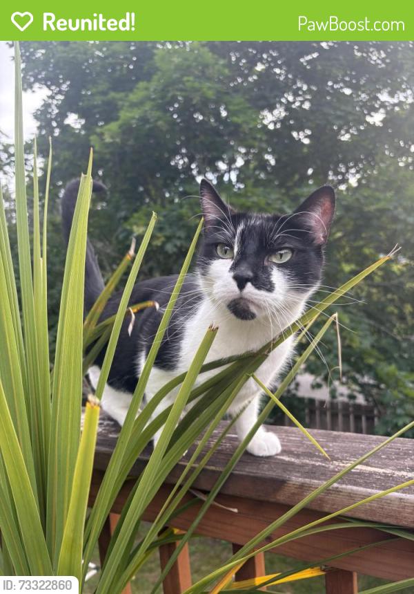 Reunited Male Cat last seen Maplewood heights, Renton, WA 98059