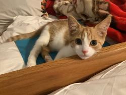 Reunited Male Cat last seen Neigbors porch, Greensboro, NC 27410